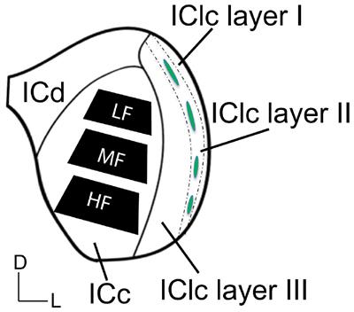 Age-related upregulation of dense core vesicles in the central inferior colliculus